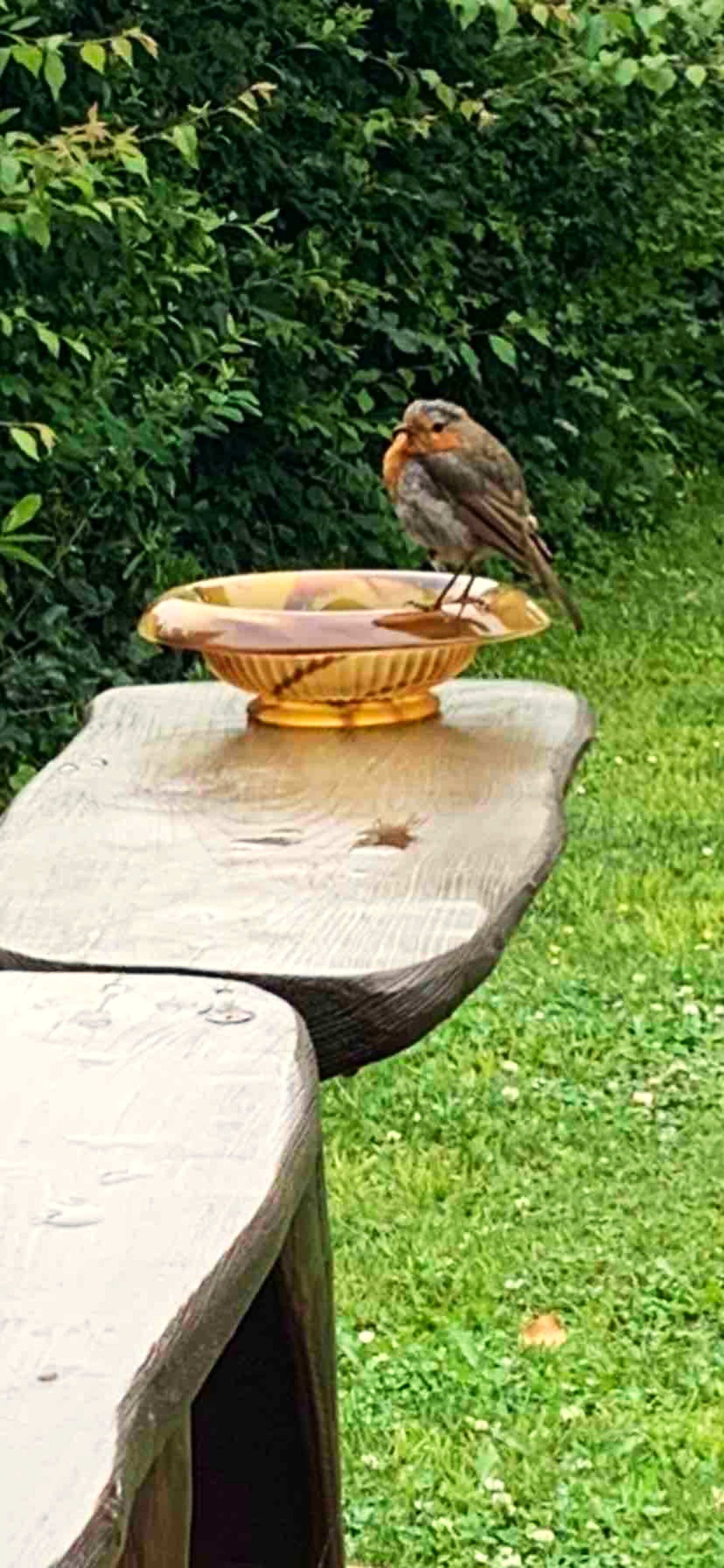 Our resident Robin, he’ll call for breakfast ☺️